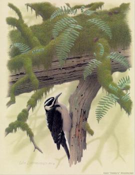 Hairy Harris Woodpecker